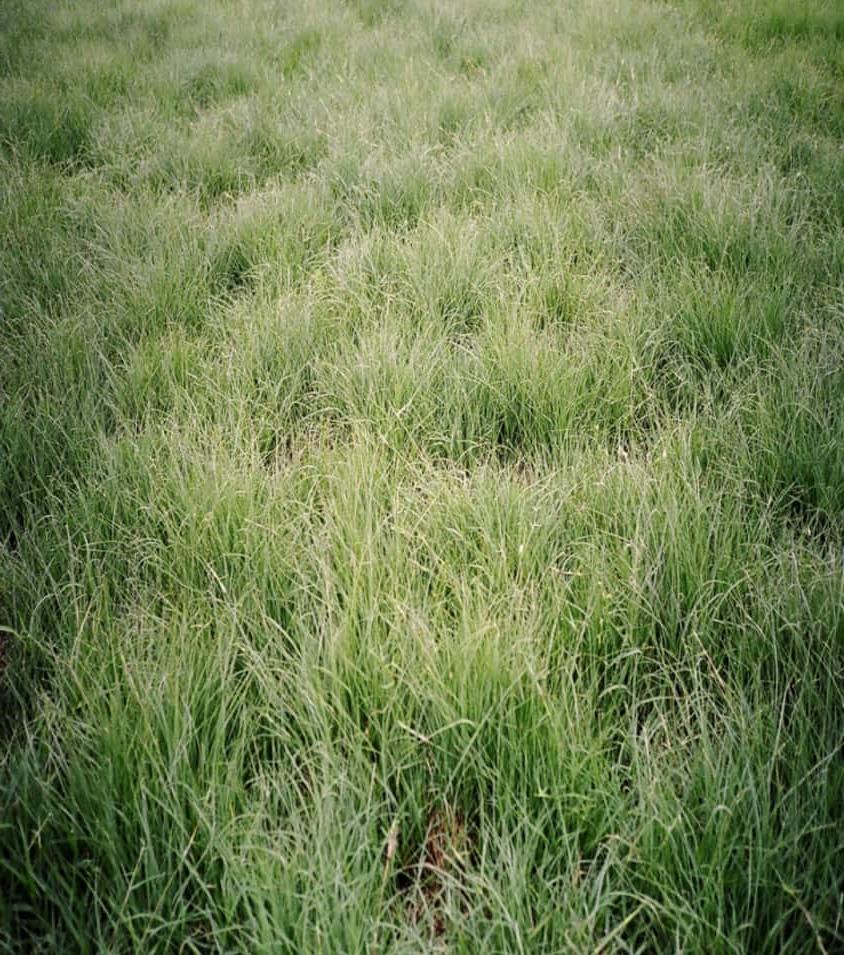 BUFFALOGRASS